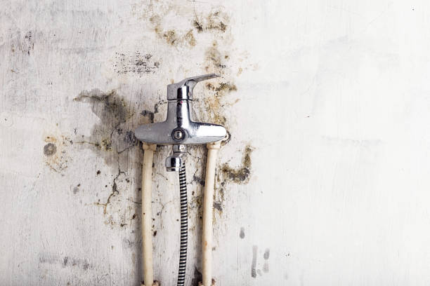 Best Home Mold Removal  in Palmyra, NJ