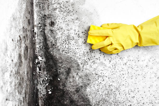 Best Mold Removal and Inspection  in Palmyra, NJ