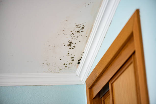 Mold Testing and Removal in Palmyra, NJ