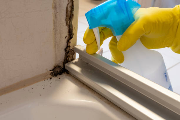 Best Residential Mold Removal  in Palmyra, NJ