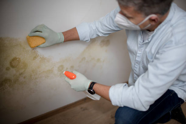 Best Home Mold Removal  in Palmyra, NJ