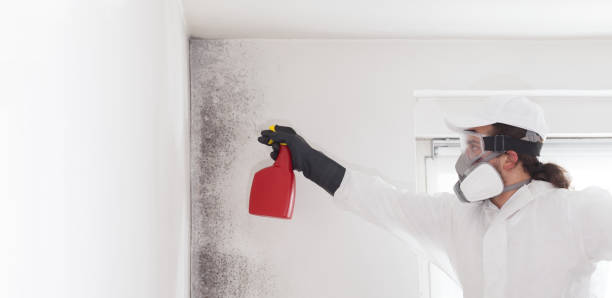 Best Mold Removal Company Near Me  in Palmyra, NJ