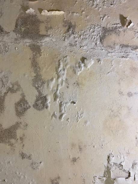 Best Certified Mold Removal  in Palmyra, NJ