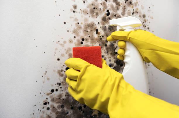 Best Black Mold Removal  in Palmyra, NJ