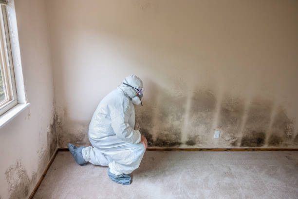 Attic Mold Removal in Palmyra, NJ