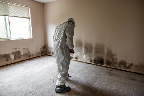 Best Crawl Space Mold Removal  in Palmyra, NJ