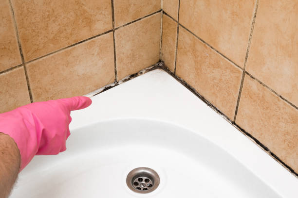 Best Residential Mold Removal  in Palmyra, NJ